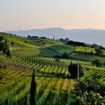 The Wineffect - News italiane per ogni costa del mondo - La Costa Group